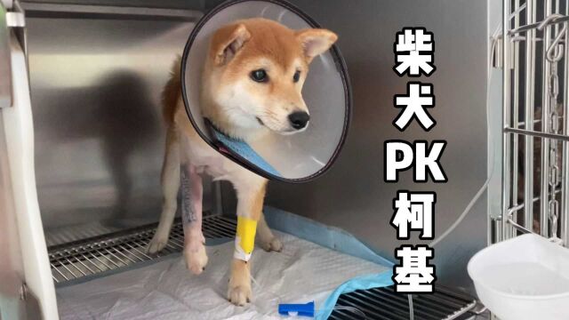 五个月大的柴犬PK同龄柯基,不战自败