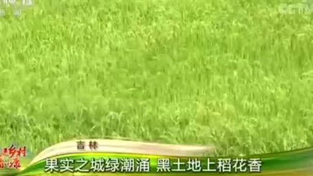 果实之乡 吉林舒兰亮相央视