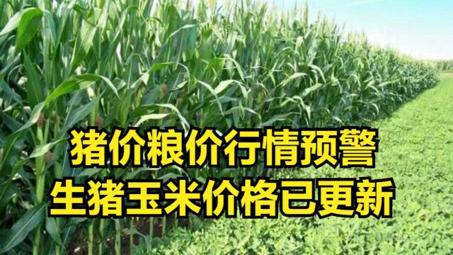 猪价、粮价行情预警:8月20日生猪、玉米价格已更新