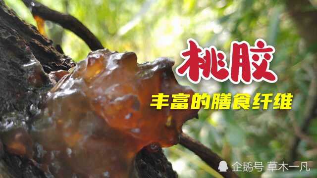 网红食品被称为平民燕窝的桃胶,营养丰富,还含有大量的膳食纤维