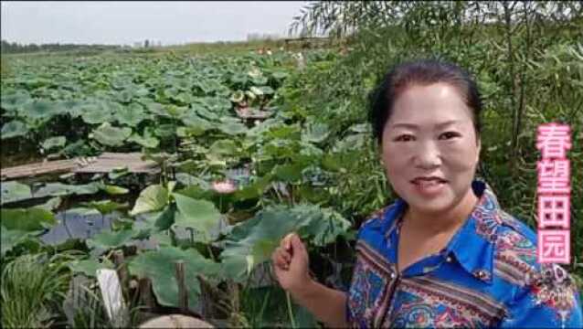 鸡西市城子河区,有片荷花池,是吴大爷用九年的心血培育出来的