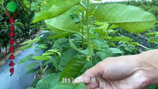 鲁樱3号樱桃苗的品种介绍 矮化鲁樱3号樱桃苗的优势