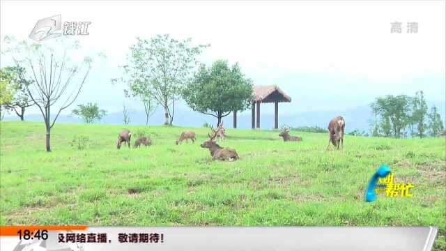 萌萌小鹿齐亮相 良渚鹿苑办起“新生见面会”