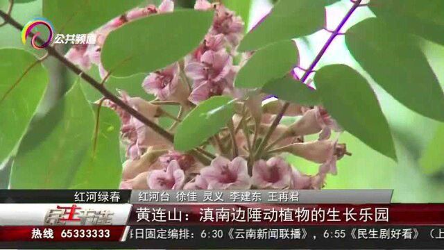 黄连山:滇南边陲动植物的生长乐园