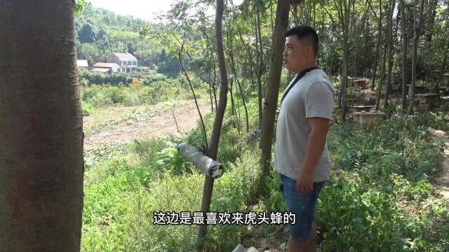 跟着高人学找马蜂,不到1小时就找到一窝,原来找蜂这么简单