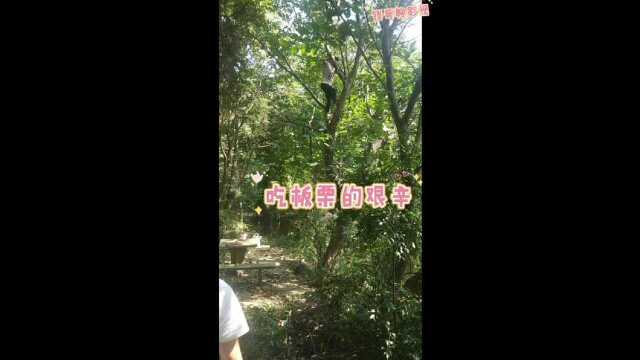 吃板栗不容易:小小板栗要经过爬树 打果实 剥板栗 真的太艰辛了