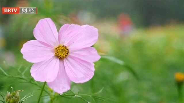 秋花成海野趣浓,圆明园推出三条最佳游线