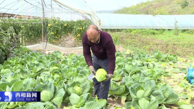 105 西峪镇:大棚蔬菜喜丰收 菜农走上致富路