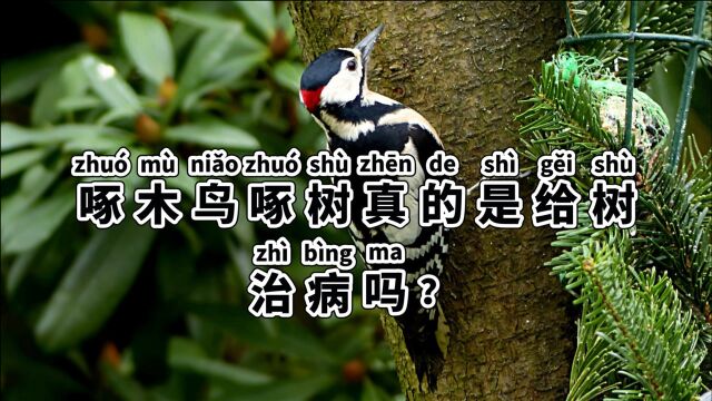 啄木鸟真的是在给树治病吗?你认为啄木鸟是益鸟吗?