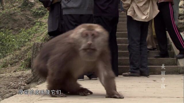 峨眉山的藏猕猴已学会营业,拍照时牵手勾背样样都会,你喜欢吗?