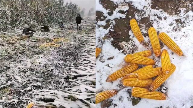 吉林迎来入秋后第一场雪村民冒雪在地里掰玉米 网友:秋收变冬收