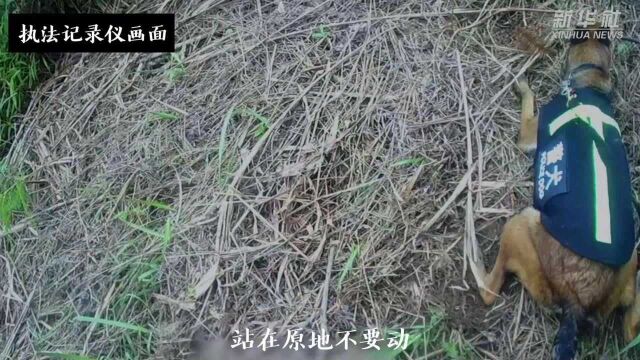 警犬界冉冉升起的新星!云南搜爆犬入职15天扫4雷