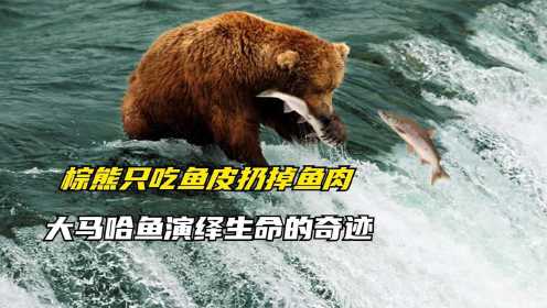 纪录片：太励志了！棕熊只吃鱼皮，大马哈鱼演绎生命的奇迹