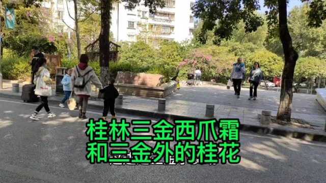 桂林三金西瓜霜,厂外桂花多飘香