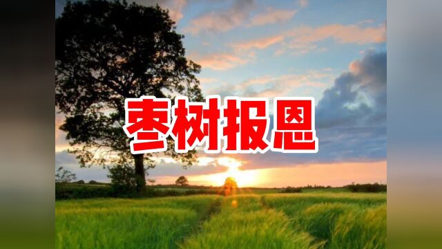 民间故事《枣树报恩》