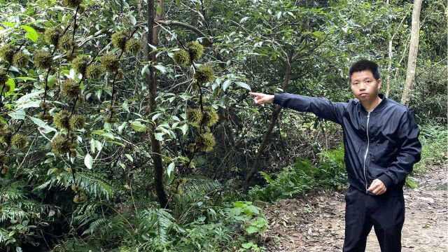 江西这种满山遍野的野果子,外壳全身长满刺,很多人都说没见过