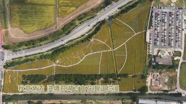 宁波江北:荪湖花田正烂漫 游客点赞生态好