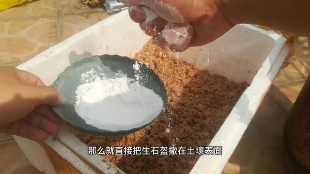 别再乱用生石灰了,方法正确才是关键,否则麻烦越来越多