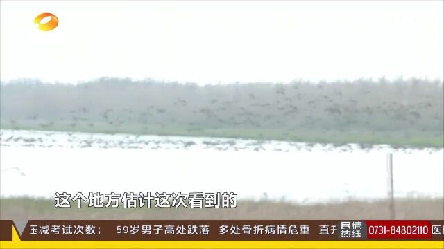 南洞庭湖湿地保护见成效 百鸟翔集来越冬 鸟儿们觅食叫声欢快