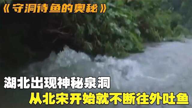 湖北出现神秘泉洞,从北宋开始就不断往外吐鱼,吃都吃不完?