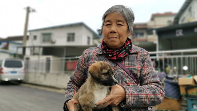 汉中大妈卖小狗不知啥品种,著名猎犬虎斑犬50元卖掉,可惜了