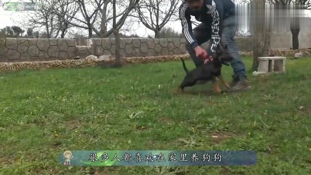 狗狗为保护主人,对着陌生人就开始撕咬,画面令人感动