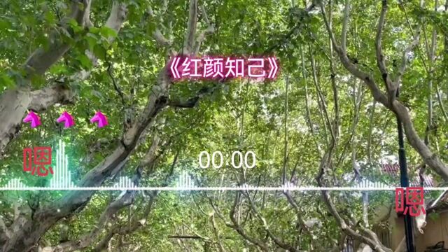 一首伤感歌曲《红颜知己》