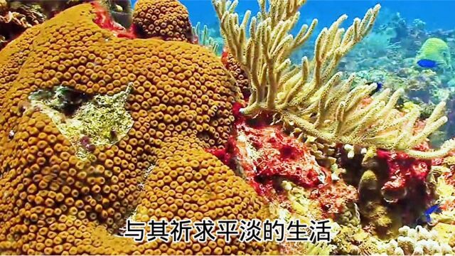 心灵感悟:你要对生活负责,为梦想而买单!