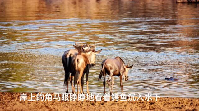 行者无疆|徜徉在东非大草原④:生死之河