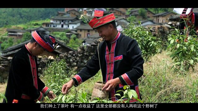 《金秀石崖茶》绿基会公益纪录片