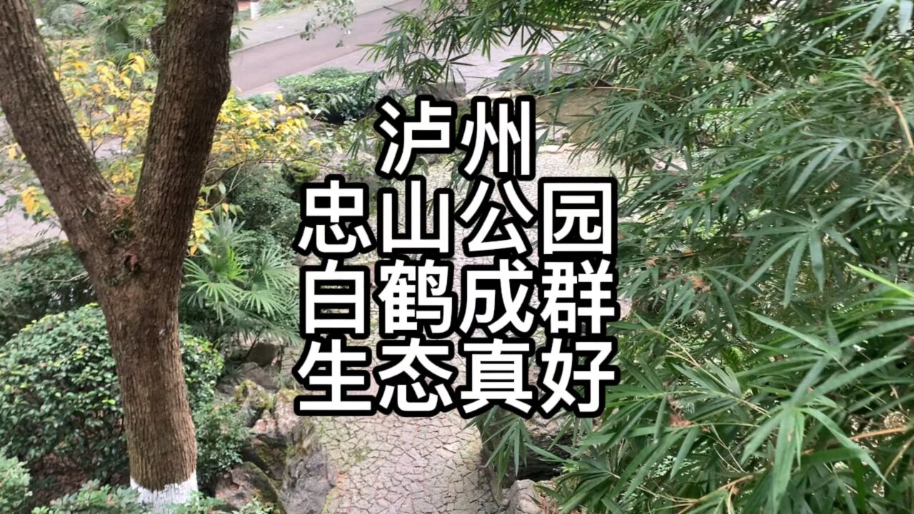 泸州生态越来越好,忠山公园也有白鹤了