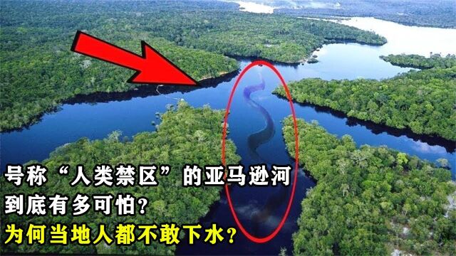 号称“人类禁区”的亚马逊河,有多可怕?为何当地人都不敢下水?