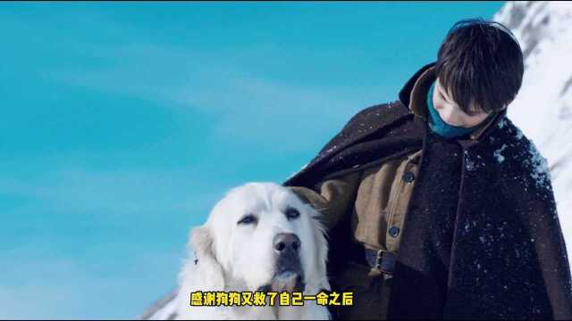 《灵犬雪莉3》雪莉被坏人抢走,男孩奋不顾身去营救,危难关头,狗狗砸碎冰面,掉了进去.生死未卜