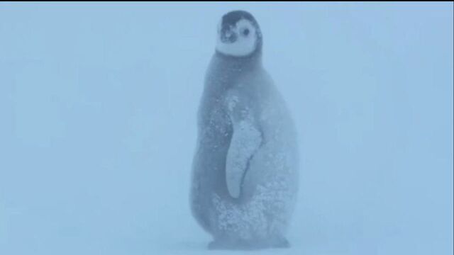 企鹅宝宝为了躲避严寒顶着暴风雪寻找远方的家族成员