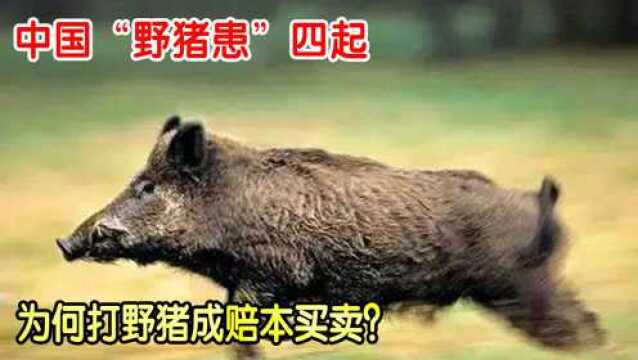 我国出现“野猪泛滥”,120万头野猪成难题,打野猪成赔本买卖