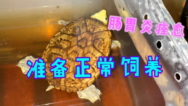 经过五天药浴治疗,窄桥蛋龟已完全沉底,换清水过度准备正常饲养