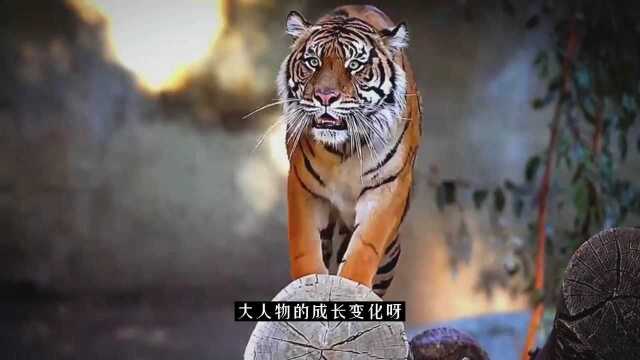 那些来自古诗词和典籍中的好名字(三)