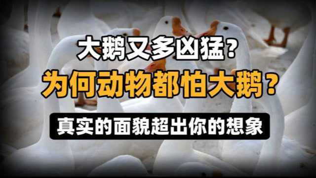 大鹅又多凶猛?为何动物都怕大鹅?真实的面貌超出你的想象