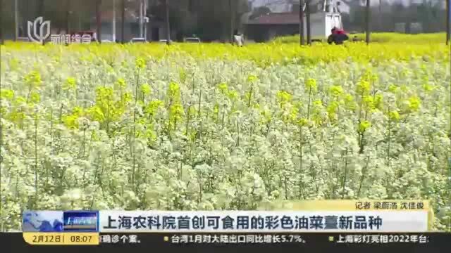 上海农科院首创可食用的彩色油菜薹新品种