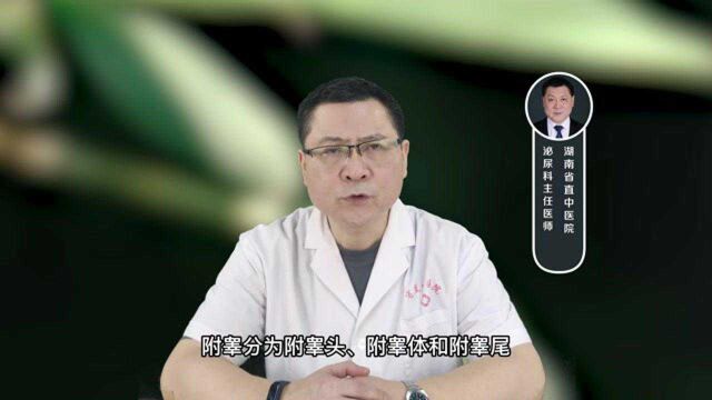 附睾囊肿有什么症状?主要症状是病人会有下坠感觉