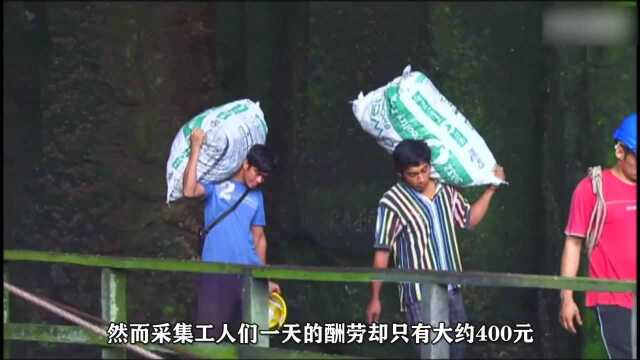 在马来西亚采金丝雀燕窝有多赚钱一天采100公斤,能卖到180万