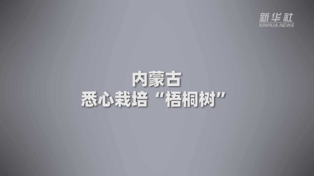 首席记者说|内蒙古:悉心栽培“梧桐树”