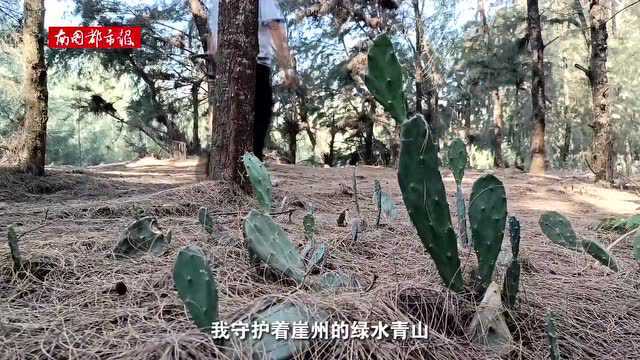 “在最美自贸港 寻找最美护林员”之十三| 三亚市崖州片区护林员邓壮:把青春和热血洒在青山绿水间