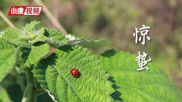 【节气】今日惊蛰:调达肝气和阴阳,“四字口诀”助安康!