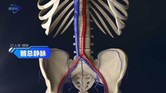 髂总静脉人体3D带你透过皮肤看身体!【泽桥视频制作】