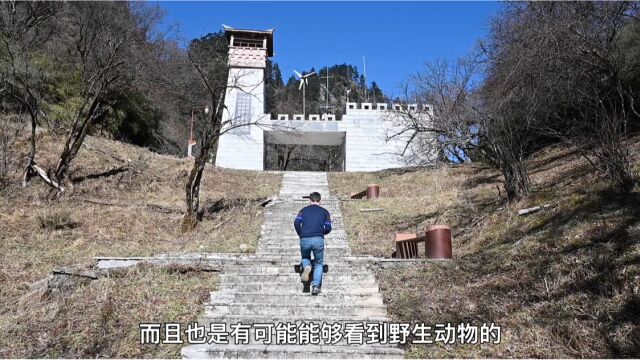 爬四川唐家河摩天岭,不光有野生动物也有美景,看到有人丢垃圾