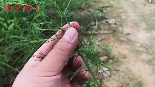 网红植物“猪毛菜”煮水,生活中有2大妙用?老人知道要收藏