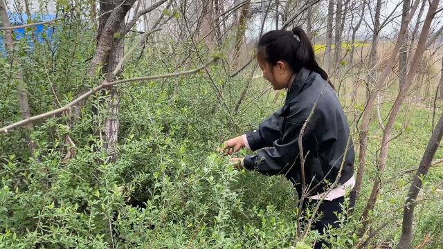 地边的枸杞叶长出来了,媳妇摘半筐做蒸菜,浇上料汁又是一道美味