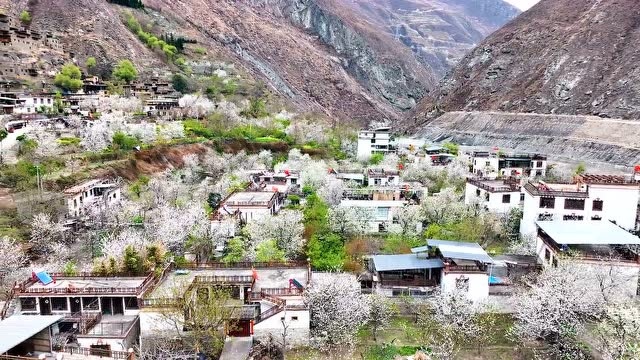 阿坝旅游网:怦怦怦!你看这春色~