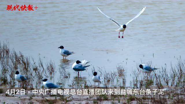 盐城条子泥再登央视,鸟类天堂惊艳网友